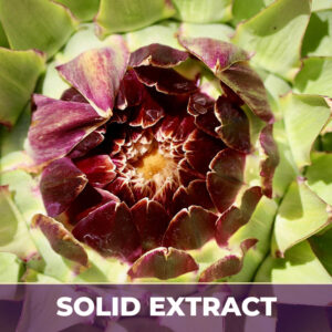 Artichoke Solid Extract SE