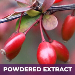 Berberis Vulgaris 4:1 PE Powdered Extract